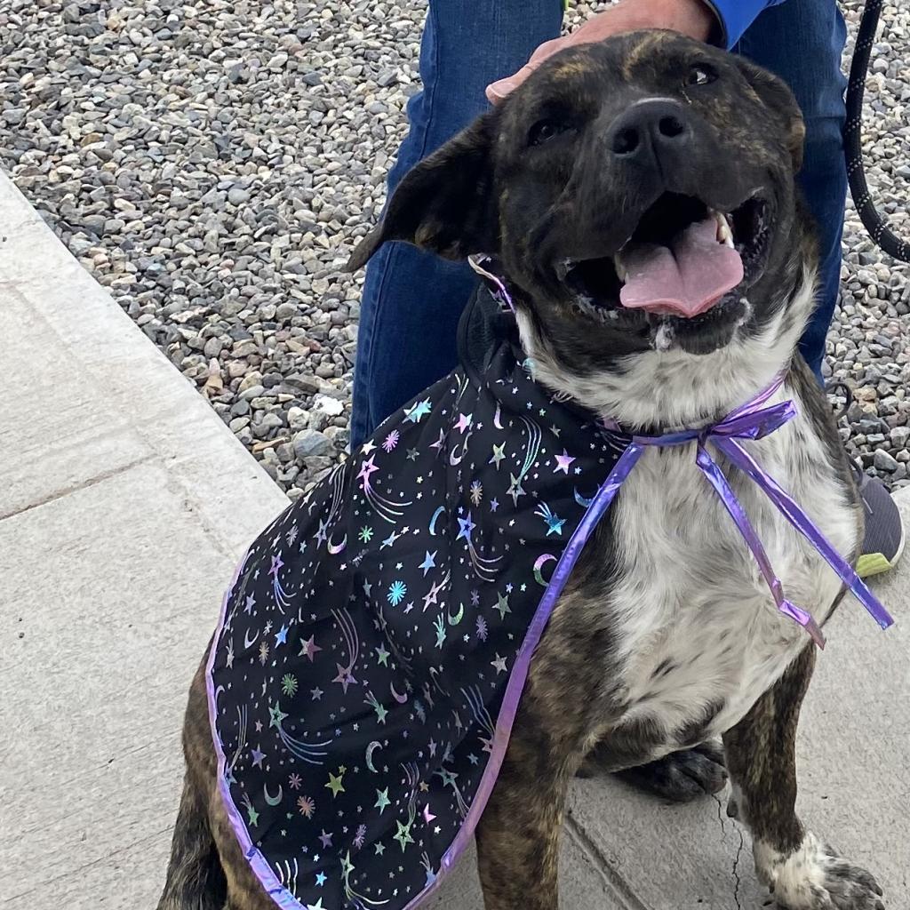 Smokey, an adoptable Mixed Breed, Australian Cattle Dog / Blue Heeler in Cedaredge, CO, 81413 | Photo Image 3