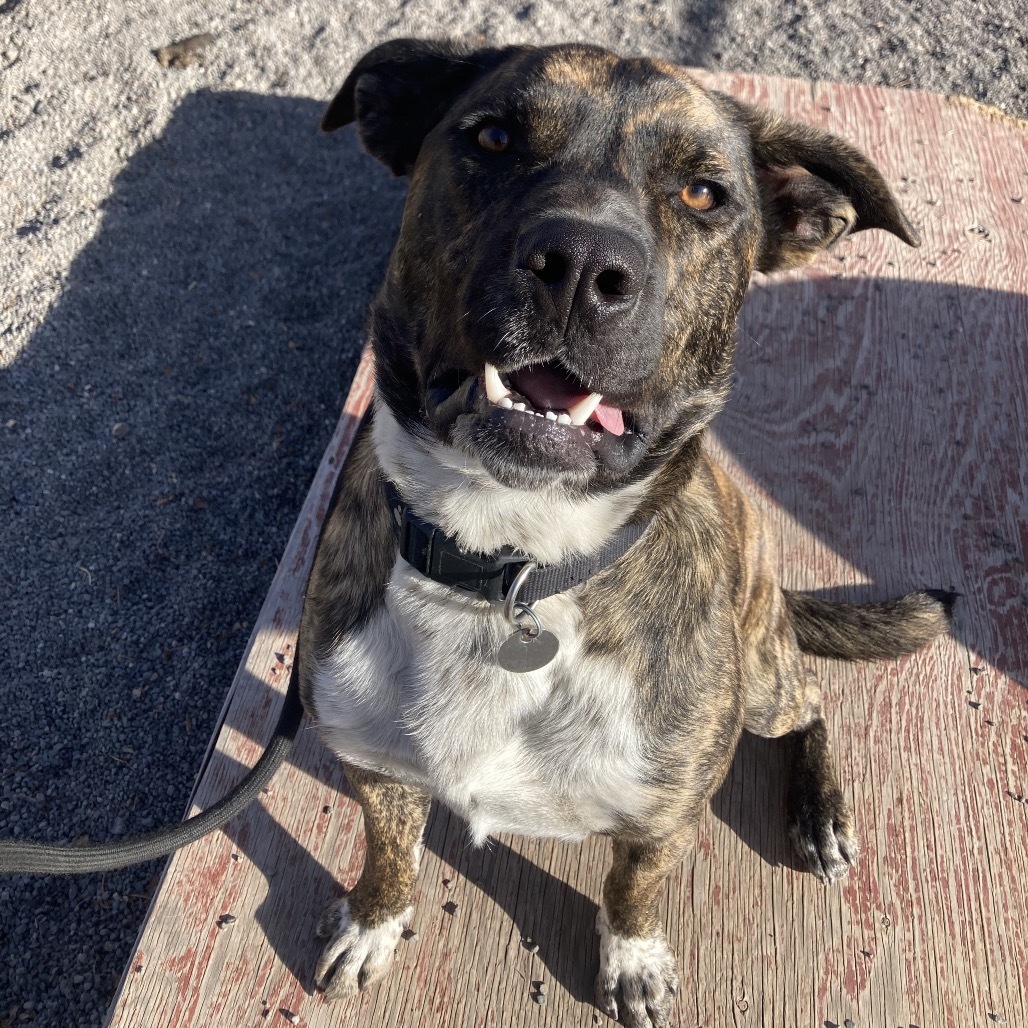 Smokey, an adoptable Mixed Breed, Australian Cattle Dog / Blue Heeler in Cedaredge, CO, 81413 | Photo Image 4