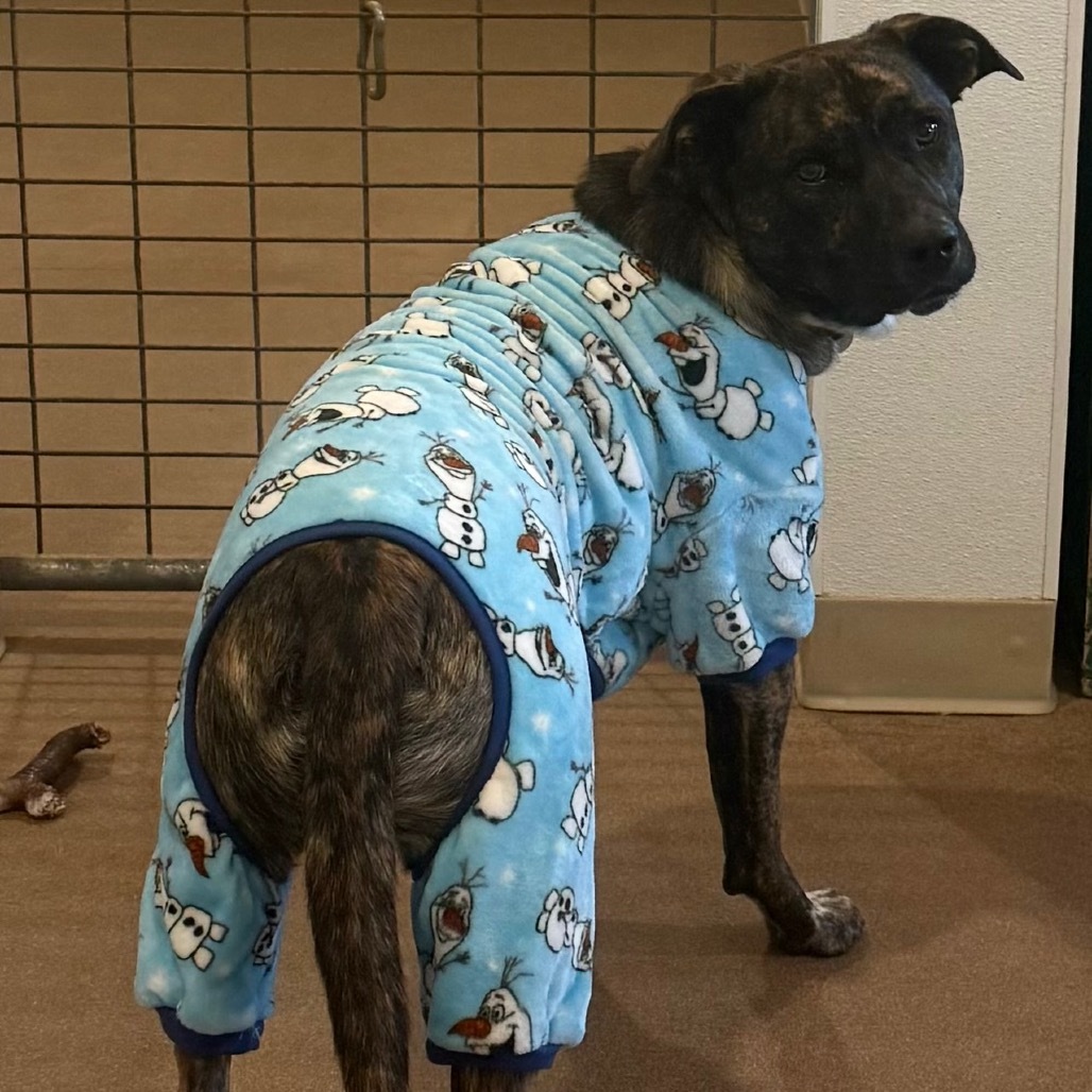 Smokey, an adoptable Mixed Breed, Australian Cattle Dog / Blue Heeler in Cedaredge, CO, 81413 | Photo Image 5