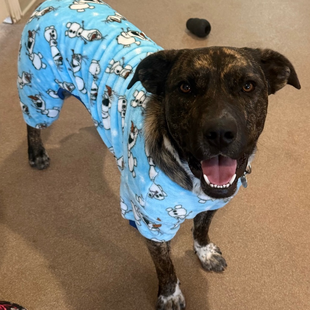 Smokey, an adoptable Mixed Breed, Australian Cattle Dog / Blue Heeler in Cedaredge, CO, 81413 | Photo Image 6