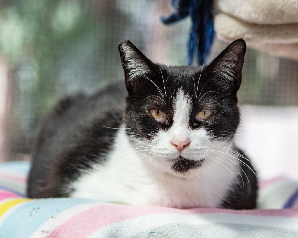 Cookie, an adoptable Abyssinian in Napa, CA, 94559 | Photo Image 1