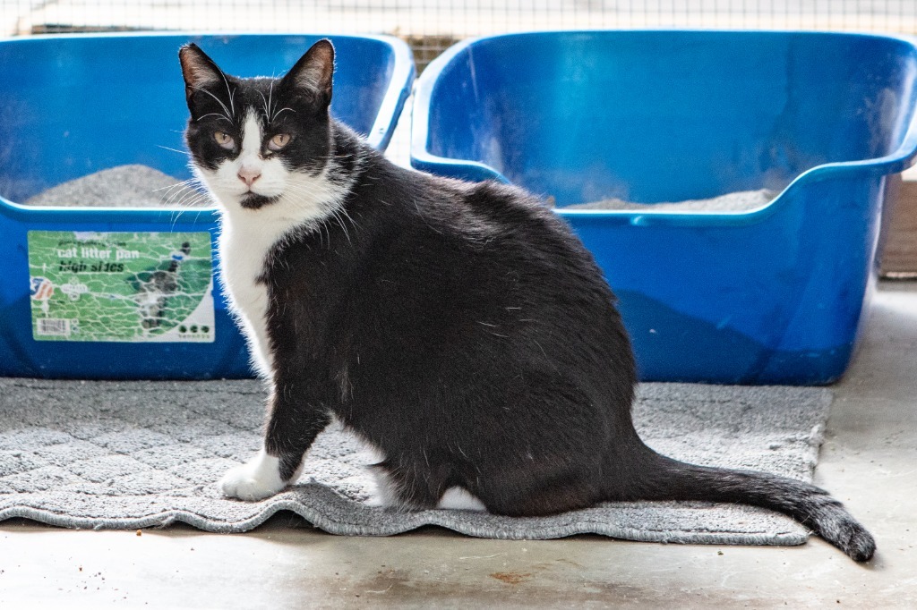 Cookie, an adoptable Abyssinian in Napa, CA, 94559 | Photo Image 2