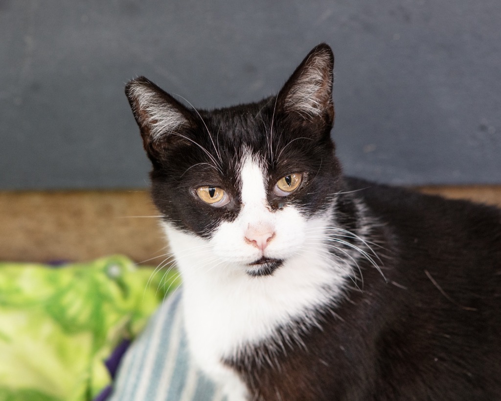 Cookie, an adoptable Abyssinian in Napa, CA, 94559 | Photo Image 3