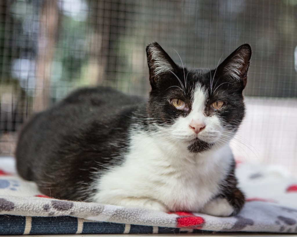 Cookie, an adoptable Abyssinian in Napa, CA, 94559 | Photo Image 4