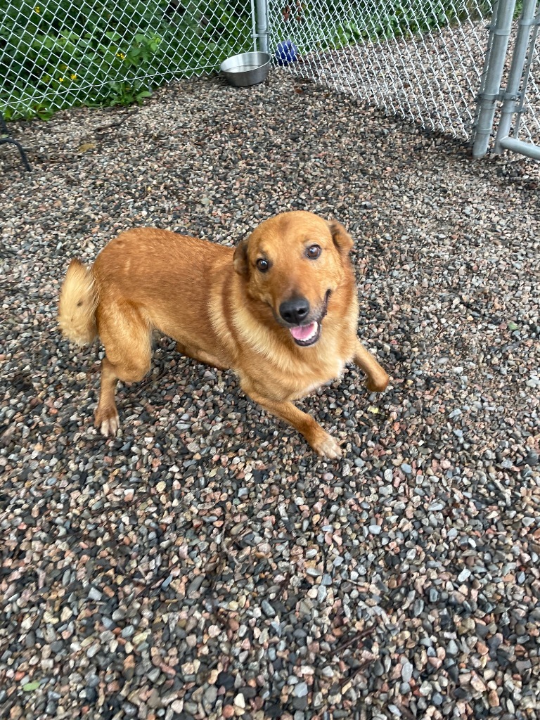 Copper, an adoptable Shepherd in Virginia, MN, 55792 | Photo Image 1