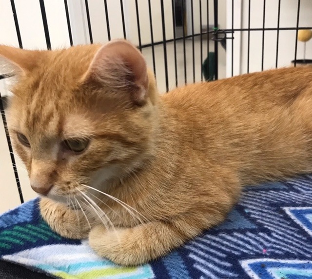 Katrina, an adoptable Domestic Short Hair in Redwood Falls, MN, 56283 | Photo Image 2