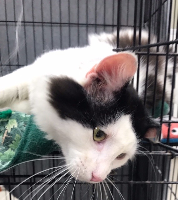 McFluffy, an adoptable Domestic Long Hair in Redwood Falls, MN, 56283 | Photo Image 2