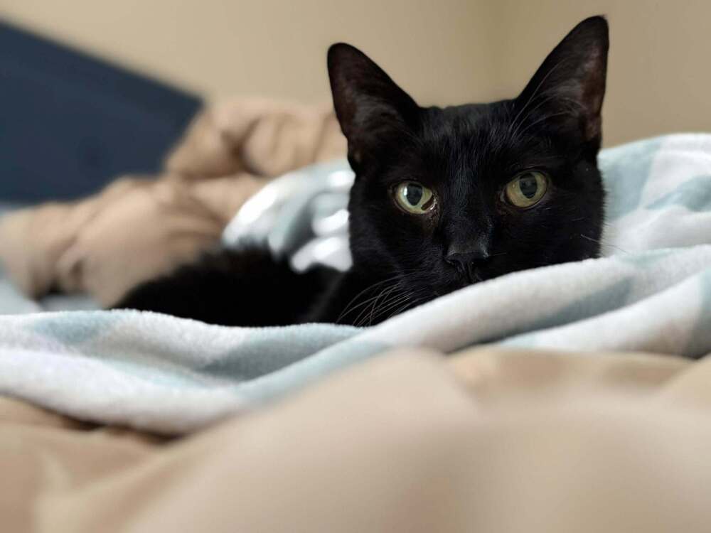 Vinnie