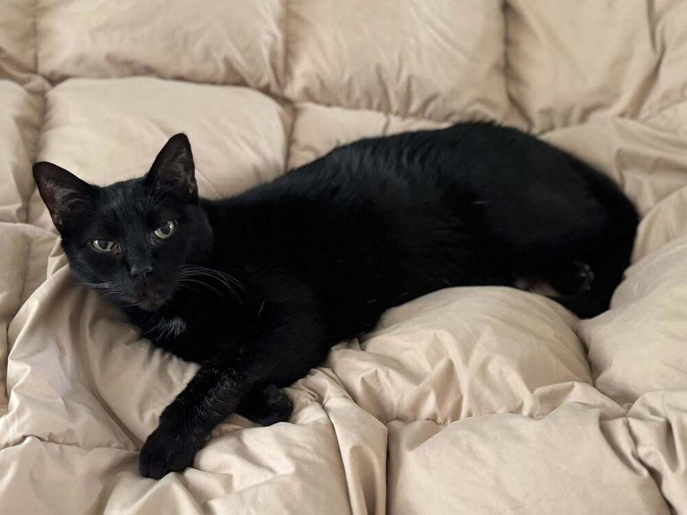 Vinnie