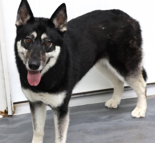 Star, an adoptable Husky in Thief River Falls, MN, 56701 | Photo Image 1