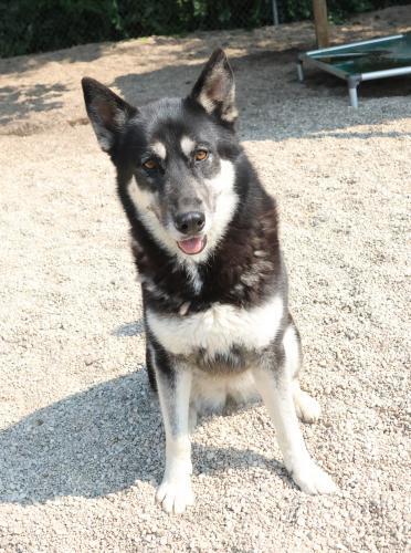 Star, an adoptable Husky in Thief River Falls, MN, 56701 | Photo Image 1