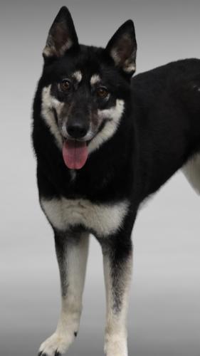 Star, an adoptable Husky in Thief River Falls, MN, 56701 | Photo Image 2