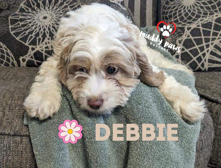 Debbie - Dirty Dawg Litter - No Longer Accepting Applications