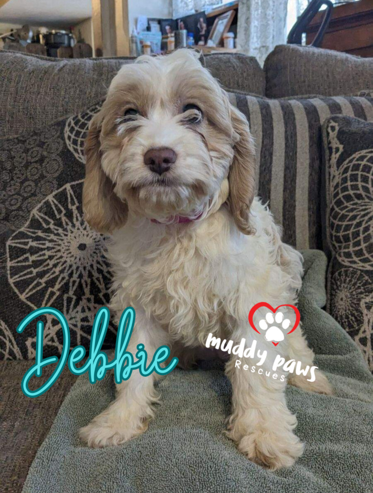 Debbie - Dirty Dawg Litter - No Longer Accepting Applications