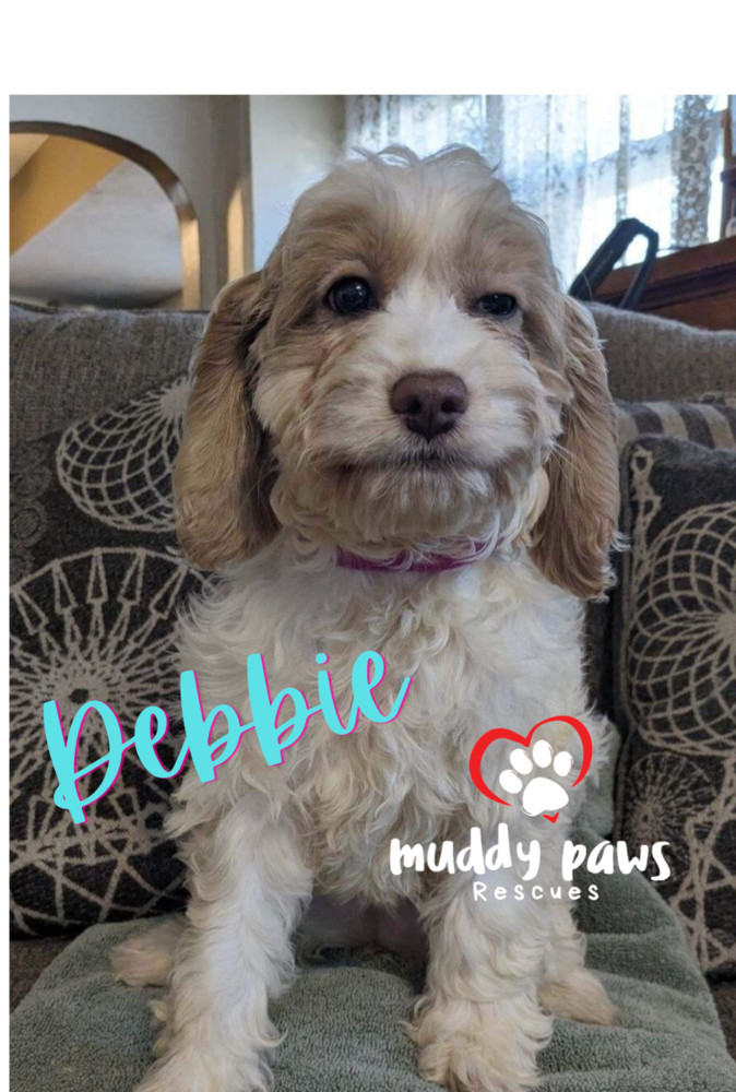 Debbie - Dirty Dawg Litter - No Longer Accepting Applications