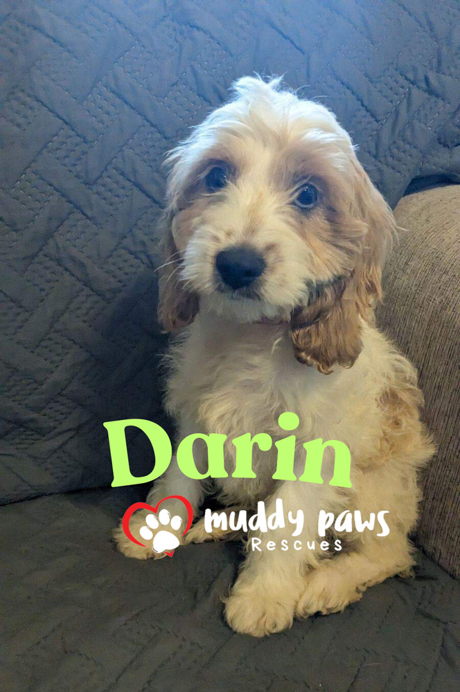 Darin - Dirty Dawg Litter