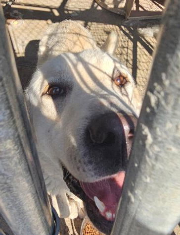 Peaches, an adoptable Great Pyrenees in Hamilton, MT, 59840 | Photo Image 1