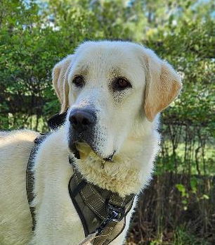 Peaches, an adoptable Great Pyrenees in Hamilton, MT, 59840 | Photo Image 1