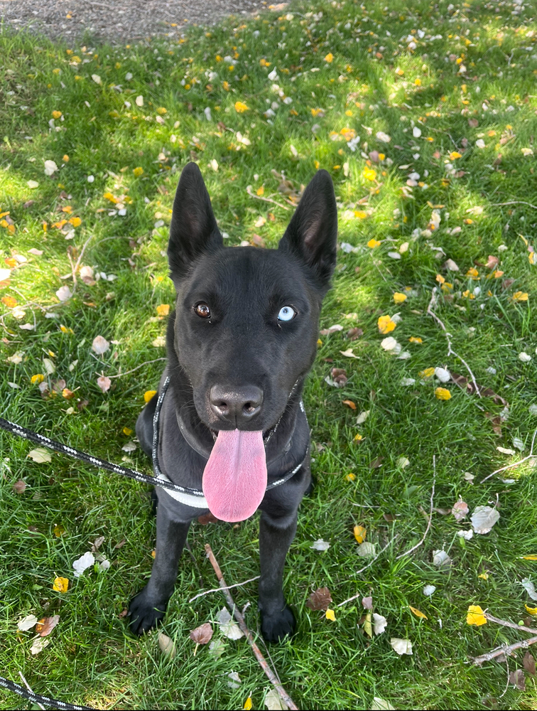 Bear, an adoptable Labrador Retriever, Husky in Salmon, ID, 83467 | Photo Image 1