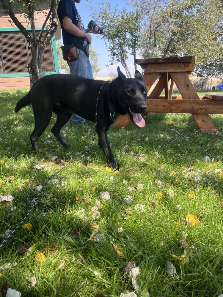 Bear, an adoptable Labrador Retriever, Husky in Salmon, ID, 83467 | Photo Image 2