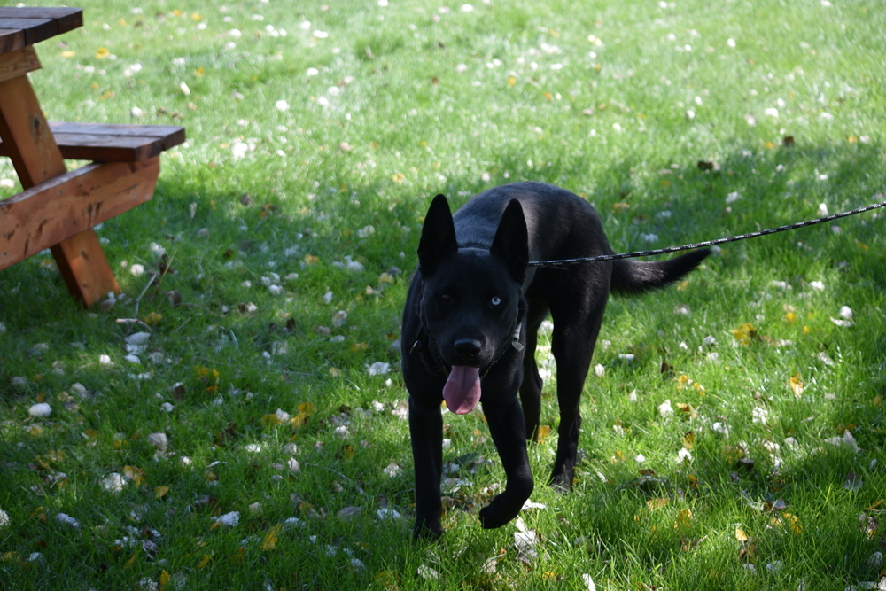 Bear, an adoptable Labrador Retriever, Husky in Salmon, ID, 83467 | Photo Image 3