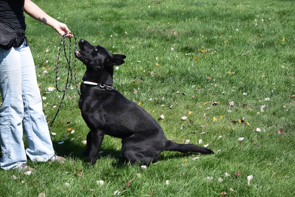 Bear, an adoptable Labrador Retriever, Husky in Salmon, ID, 83467 | Photo Image 4