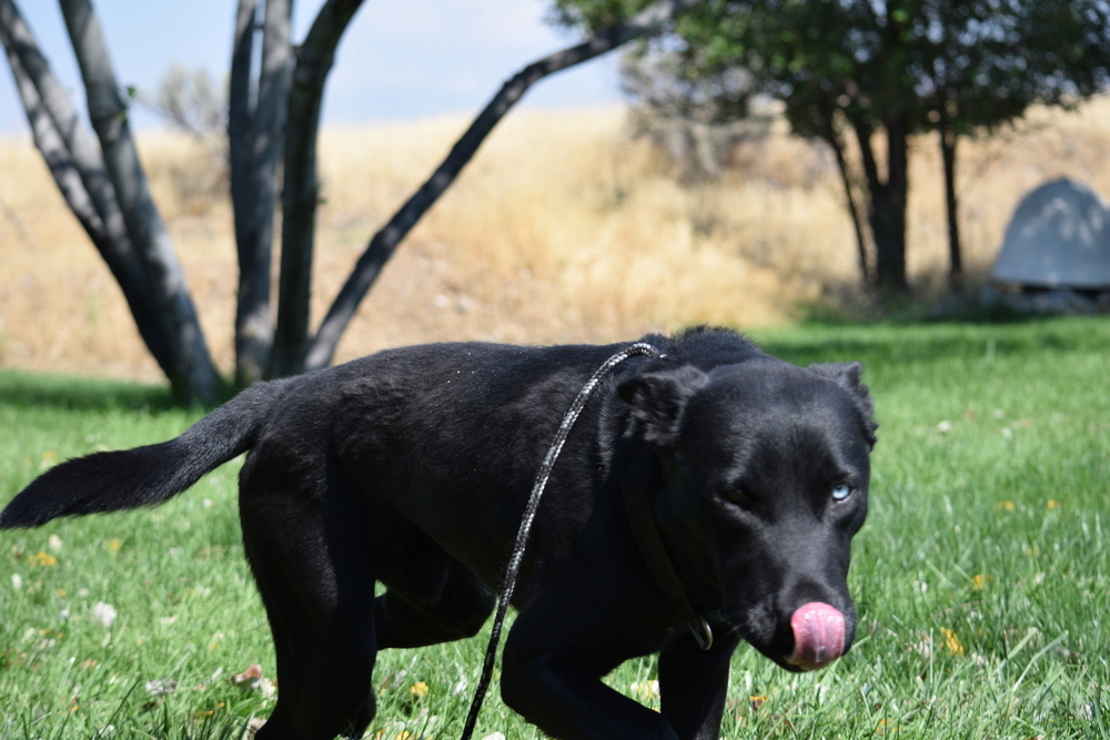 Bear, an adoptable Labrador Retriever, Husky in Salmon, ID, 83467 | Photo Image 6