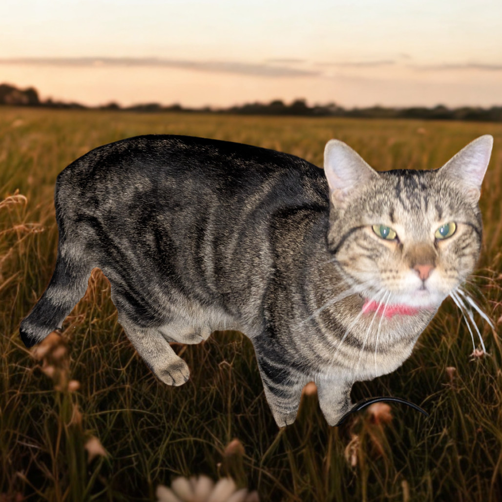Madre, an adoptable Domestic Short Hair in Greenwood, MO, 64034 | Photo Image 1