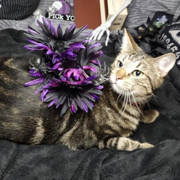 Madre, an adoptable Domestic Short Hair in Greenwood, MO, 64034 | Photo Image 2