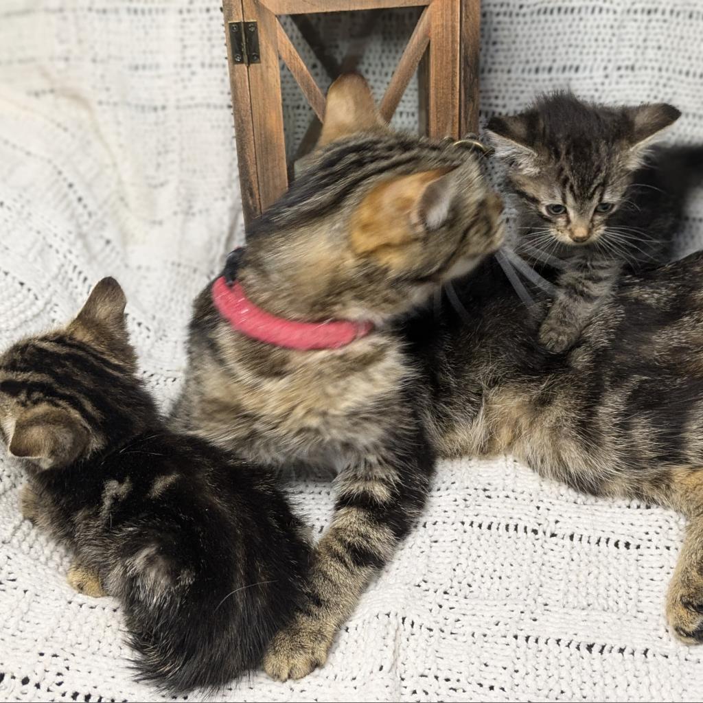 Madre, an adoptable Domestic Short Hair in Greenwood, MO, 64034 | Photo Image 3