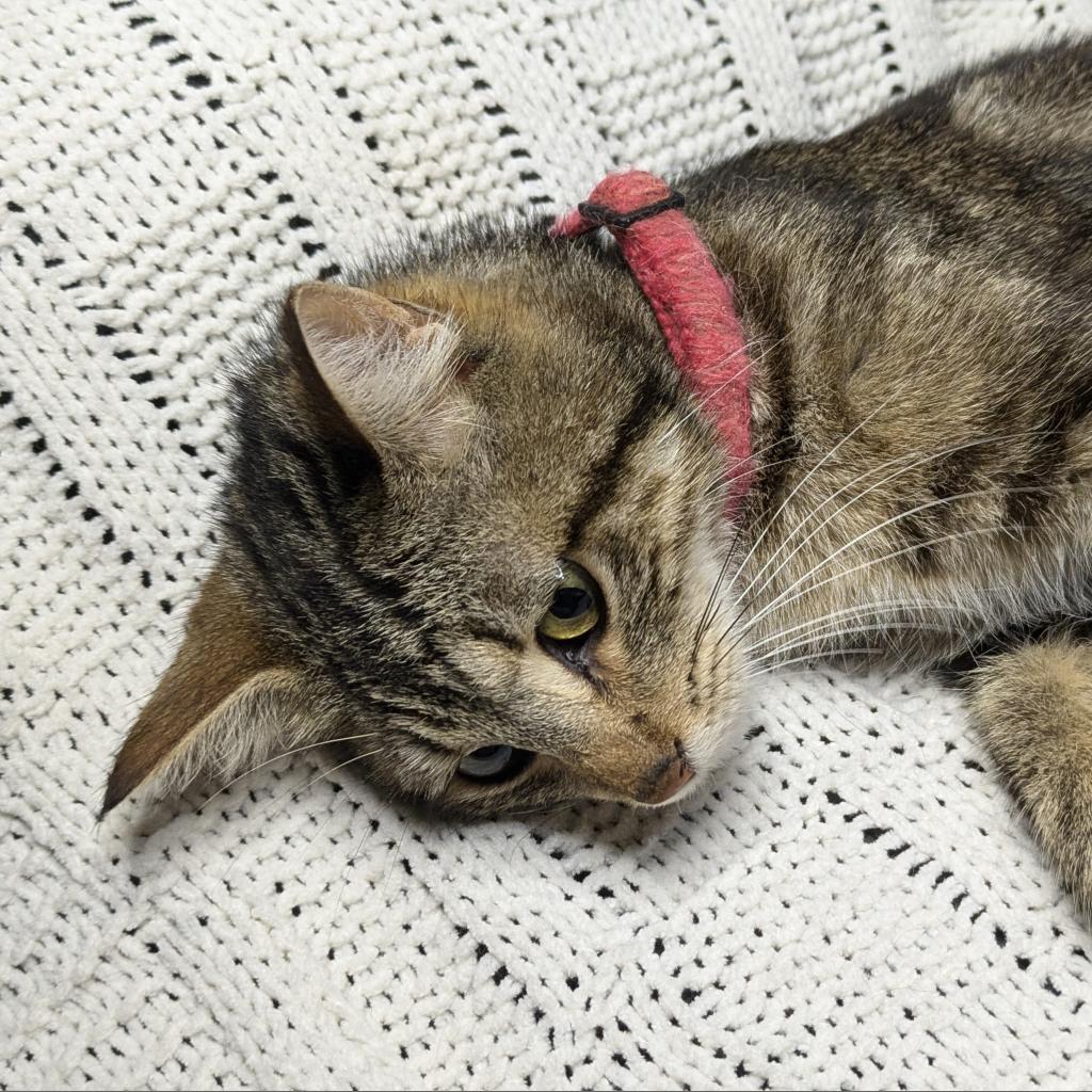 Madre, an adoptable Domestic Short Hair in Greenwood, MO, 64034 | Photo Image 4