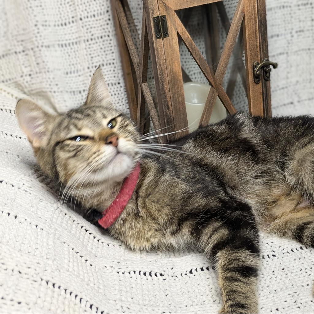 Madre, an adoptable Domestic Short Hair in Greenwood, MO, 64034 | Photo Image 5