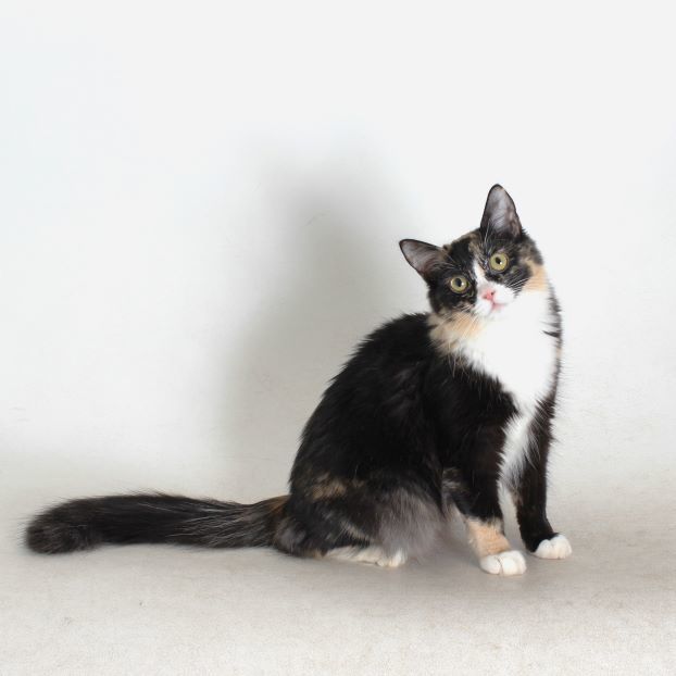 Burrata, an adoptable Domestic Medium Hair in Redding, CA, 96099 | Photo Image 1