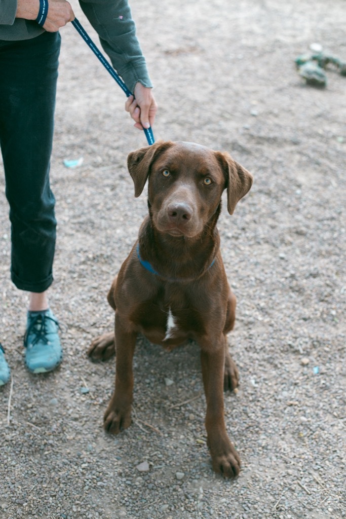 Coco, an adoptable Labrador Retriever, Australian Cattle Dog / Blue Heeler in Rock Springs, WY, 82901 | Photo Image 1