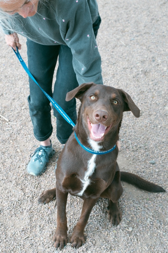 Raskal, an adoptable Labrador Retriever in Rock Springs, WY, 82901 | Photo Image 1