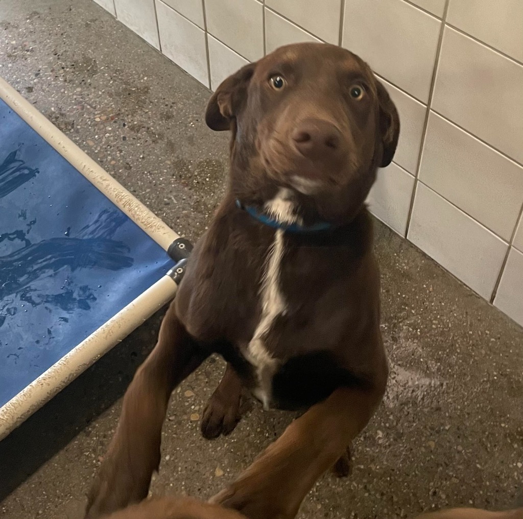 Raskal, an adoptable Labrador Retriever in Rock Springs, WY, 82901 | Photo Image 2