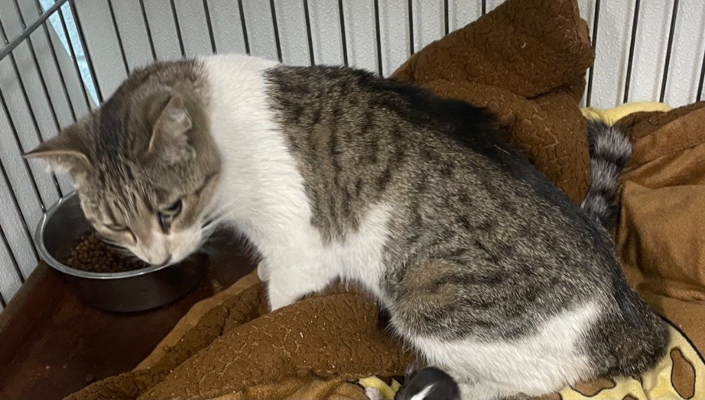 Sabrina, an adoptable Domestic Short Hair in Rock Springs, WY, 82901 | Photo Image 1