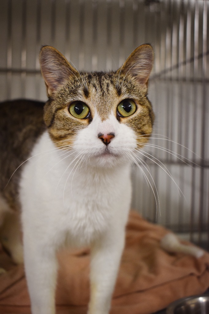 Sabrina, an adoptable Domestic Short Hair in Rock Springs, WY, 82901 | Photo Image 1