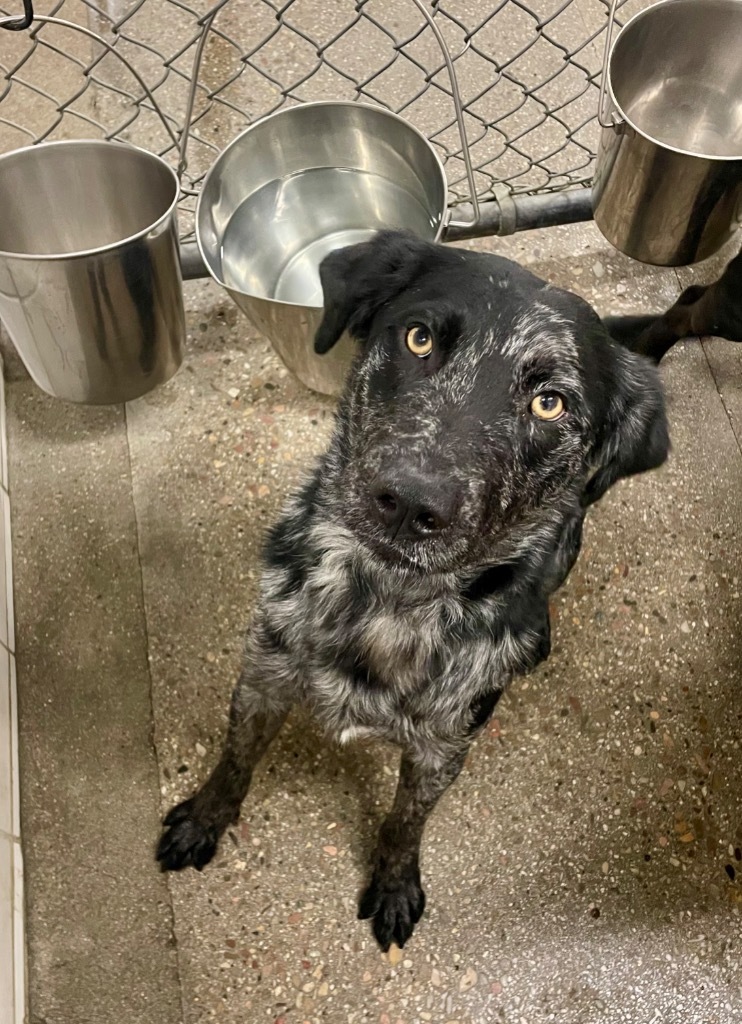 Woody, an adoptable Labrador Retriever in Rock Springs, WY, 82901 | Photo Image 1