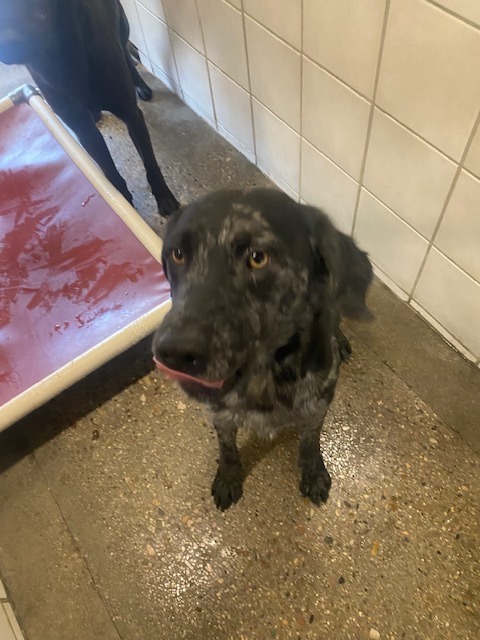 Woody, an adoptable Labrador Retriever in Rock Springs, WY, 82901 | Photo Image 2