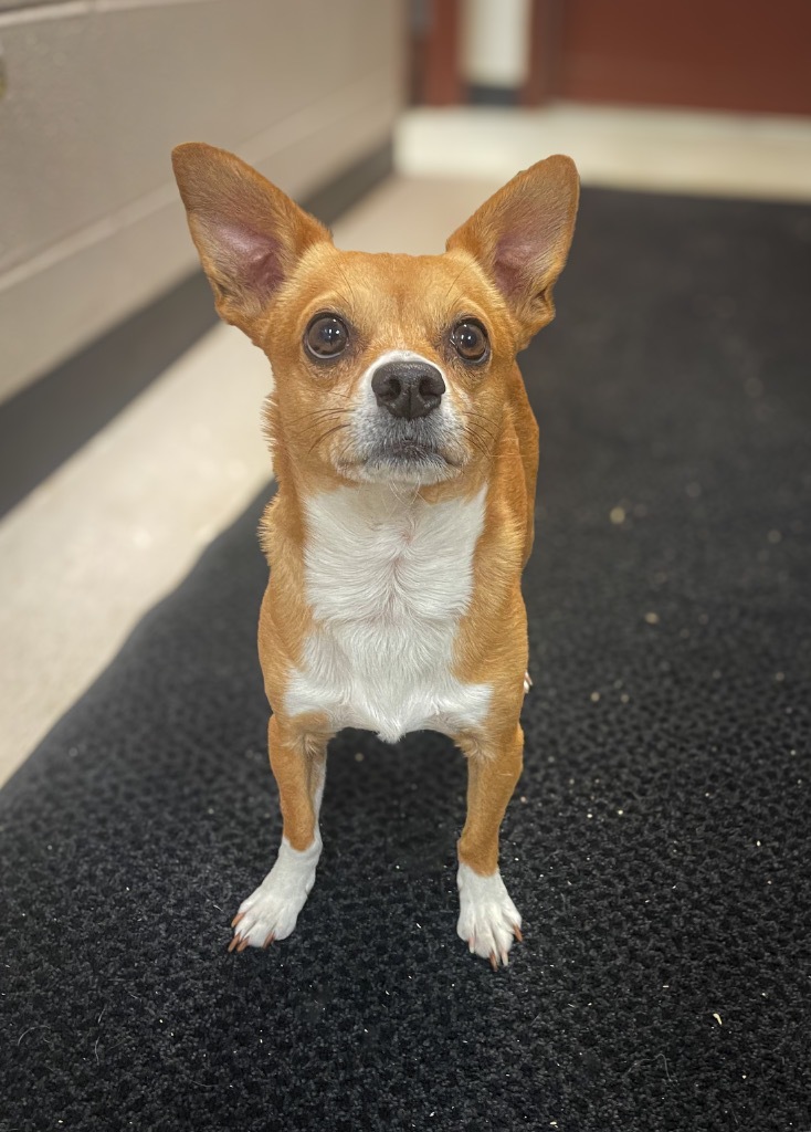 Nacho, an adoptable Chihuahua, Mixed Breed in Rock Springs, WY, 82901 | Photo Image 1