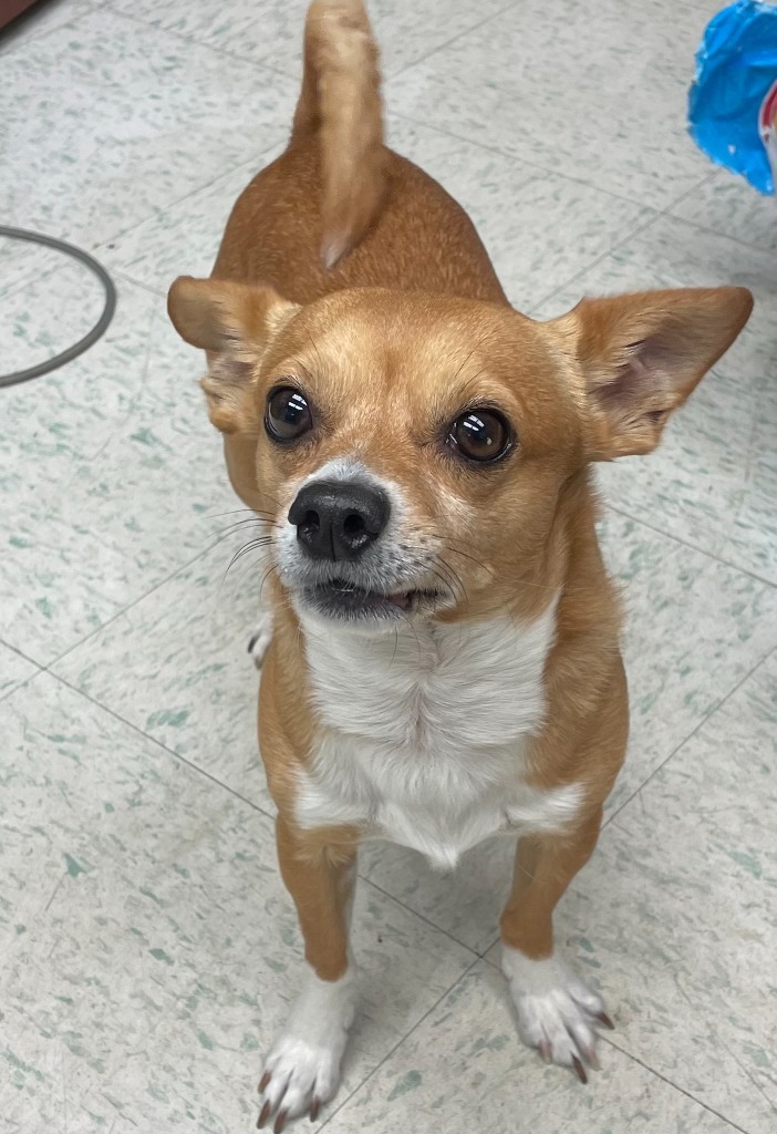 Nacho, an adoptable Chihuahua, Mixed Breed in Rock Springs, WY, 82901 | Photo Image 2