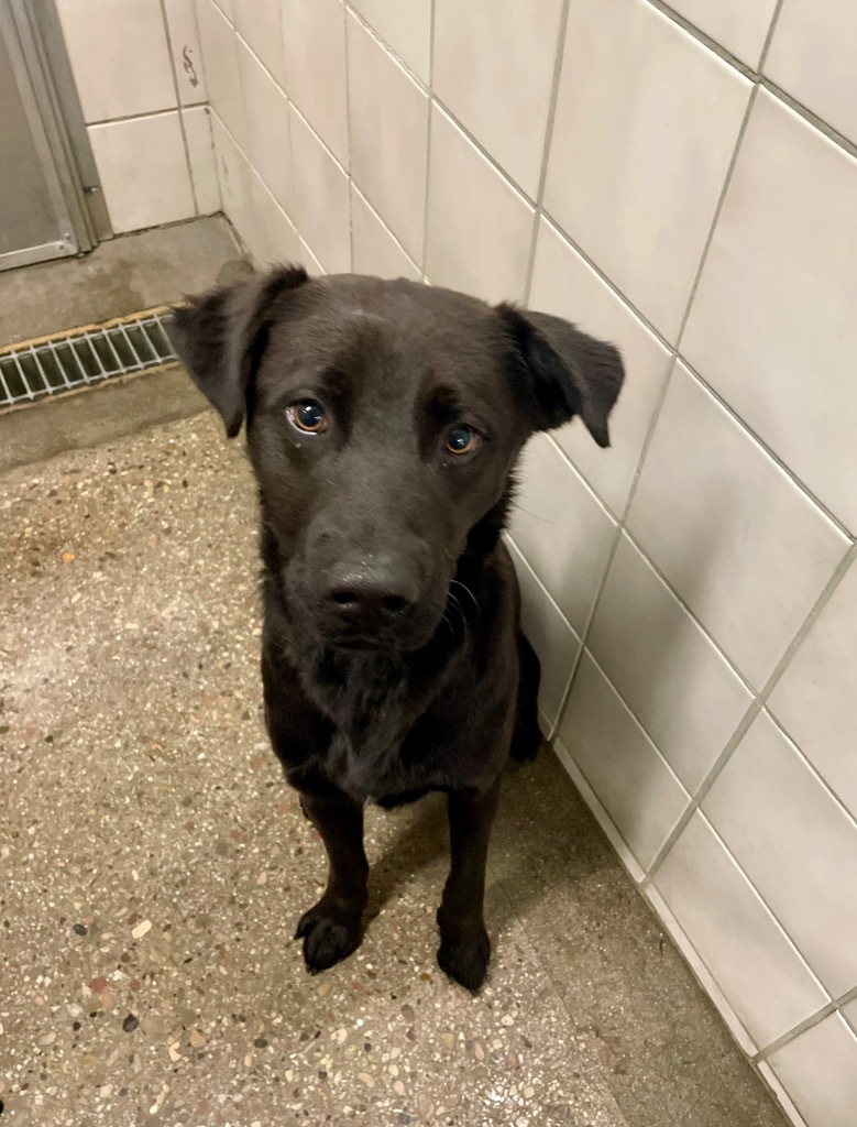 Buzz, an adoptable Labrador Retriever in Rock Springs, WY, 82901 | Photo Image 1