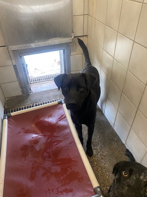 Buzz, an adoptable Labrador Retriever in Rock Springs, WY, 82901 | Photo Image 2