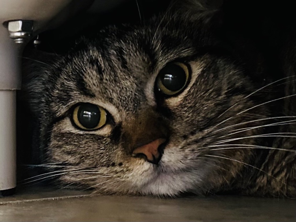 Pepper, an adoptable Domestic Long Hair in Grand Junction, CO, 81505 | Photo Image 1