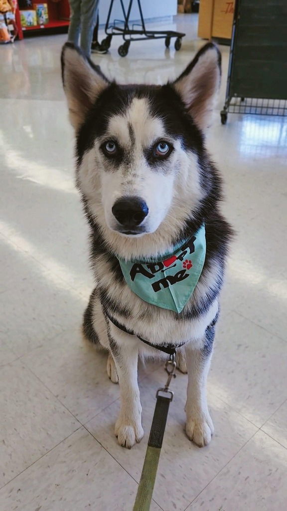Dog for adoption Anubis, a Siberian Husky in Crystal Lake, IL Petfinder