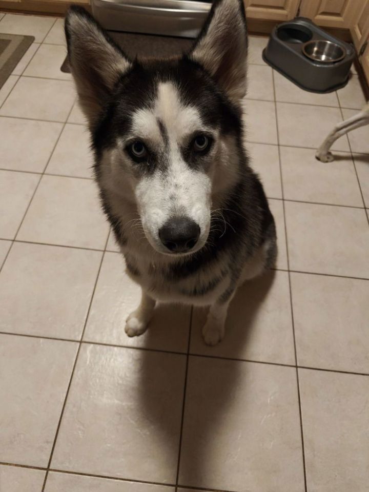 Dog for adoption Anubis, a Siberian Husky in Crystal Lake, IL Petfinder