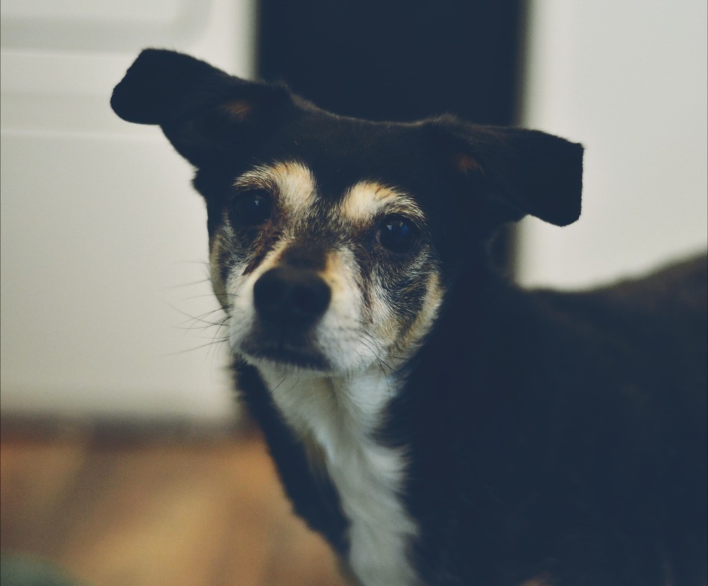 Shadow, an adoptable Mixed Breed in Meridian, ID, 83642 | Photo Image 1