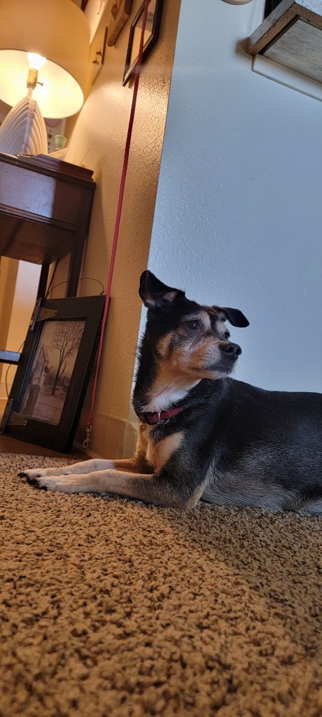 Shadow, an adoptable Mixed Breed in Meridian, ID, 83642 | Photo Image 2