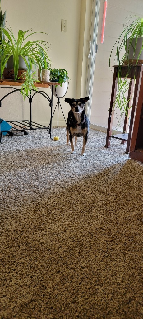 Shadow, an adoptable Mixed Breed in Meridian, ID, 83642 | Photo Image 3